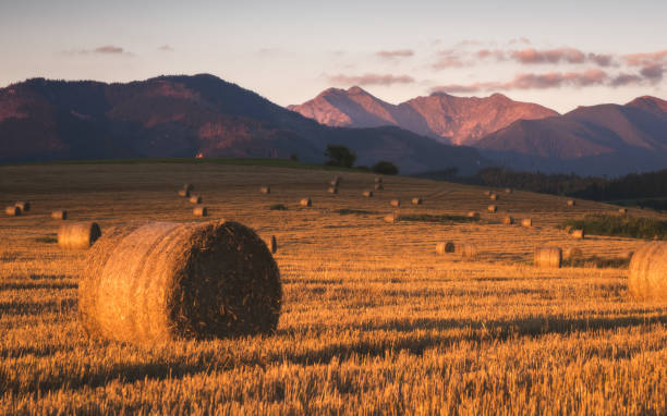 istock Harvested Field with Hay Bales Under Mountains 1302518058