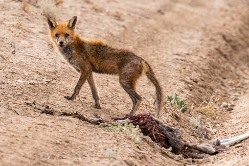 Feral Red Fox with mange feeding on road kill Red Kangaroo carcass in the Australian outback