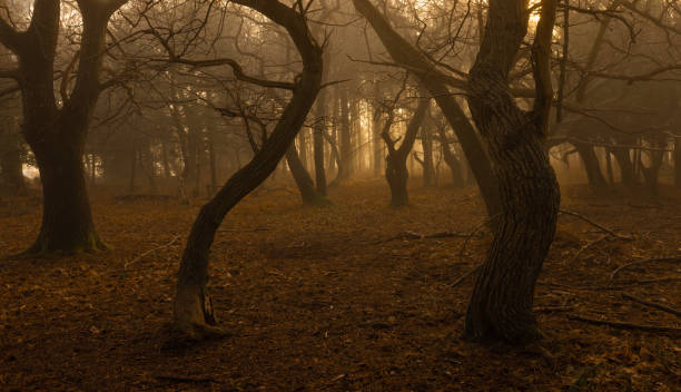 istock New Forest National Park - Forest In The Mist Series 1302519933