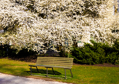 Single bench and a full blooming tree as background, white flowers, cherry