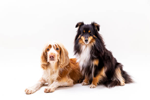 Dogs One Shetland Sheepdog and one Duck tolling retrivier lying together. Studio Shot dog group of animals three animals happiness stock pictures, royalty-free photos & images