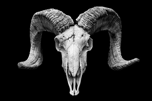 Goat cranium