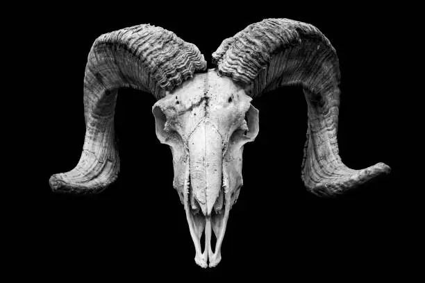 Skull of a goat isolated on white