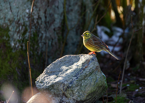Yellowhammer sitting on a sun stroked stone