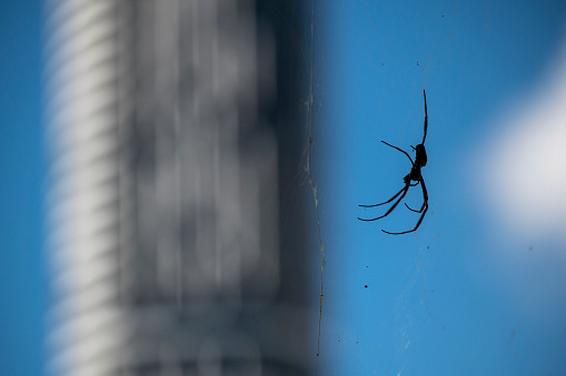 Spider on web with city skyscraper in background. Brisbane.