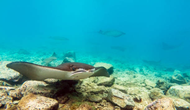 istock Underwater with a Stingray in Okinawa 1302524011