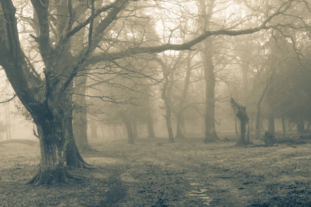istock New Forest National Park - Forest In The Mist Series 1302524120