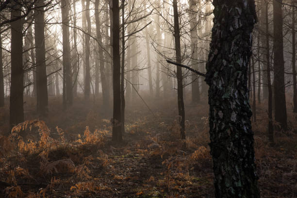 istock New Forest National Park - Forest In The Mist Series 1302524122