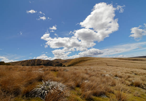 sur la route de balloon hut au lac peel, kahurangi national park, nouvelle-zélande. - hillock photos et images de collection