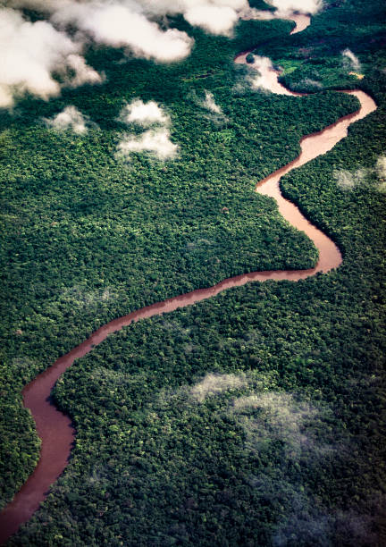 Aerial view of rain forest stock photo