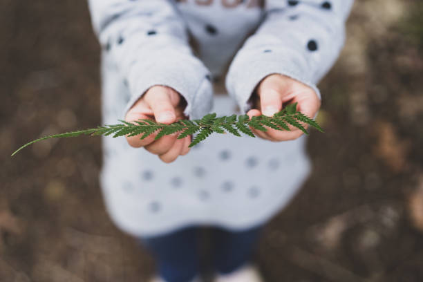 A little girl in the New Zealand forest holding a green fern leaf.