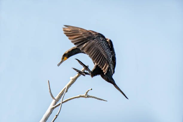Cormorant landing on brand of dead tree.