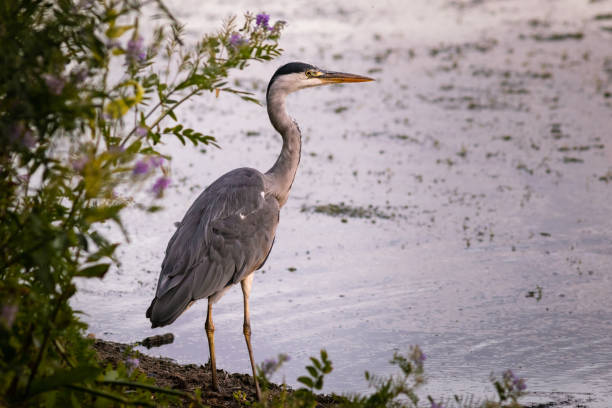 Grey Heron (Ardea cinerea) standing on the edge of a lake Heron looking for fish heron photos stock pictures, royalty-free photos & images