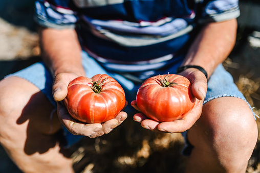Senior farmer holding organic tomatoes. Farmer's market / Organic food concept.