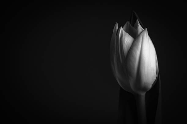 istock Black and white single tulip head 1302533311