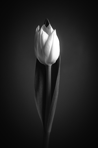 White single tulip in the center of a black background