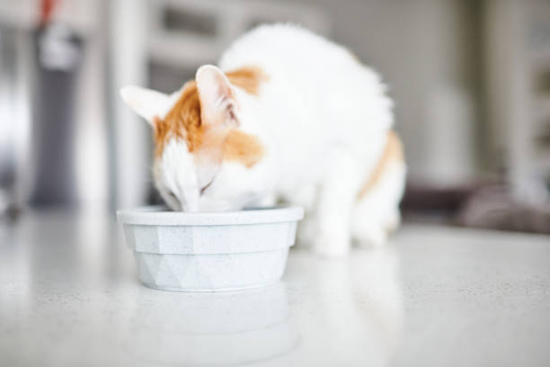 Domestic cat on kitchen counter eating from plastic bowl
