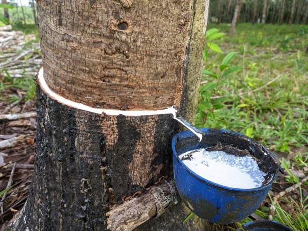 istock rubber trees tapped, the sap dripping white clean 1302536563