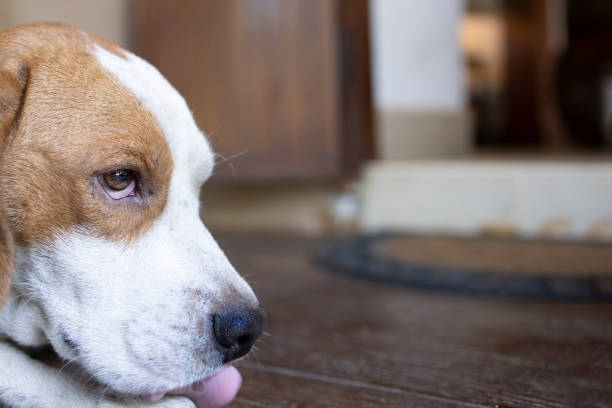 istock An adorable  white and brown female beagle dog. 1302536869