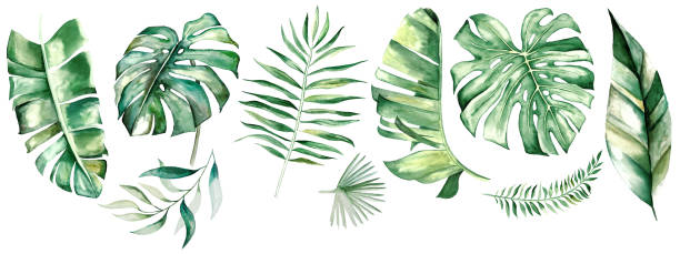 stockillustraties, clipart, cartoons en iconen met de tropische bladerenillustratie van de aquarel - watercolour jungle