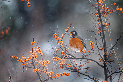 A European Robin, Erithacus rubecula, perching on a frosty branch with a defocussed snowy background.