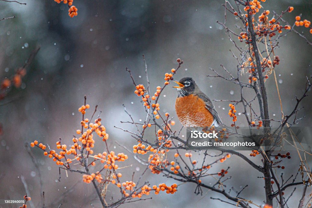 American robin in winter, (Turdus migratorius), American robin in winter. An American robin in winter fed berry. Snow Stock Photo