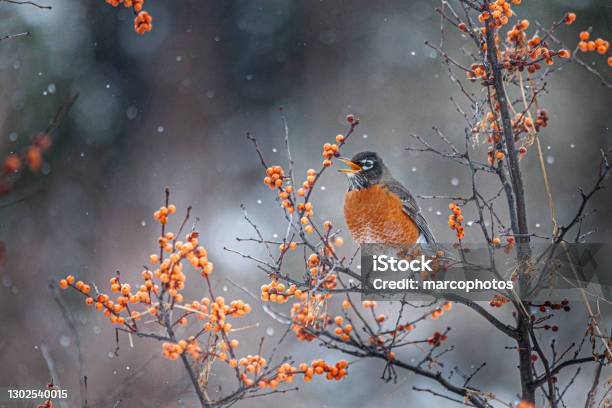 American Robin In Winter American Robin In Winter Stock Photo - Download Image Now
