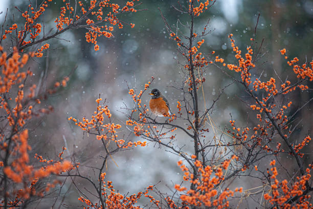 istock American robin in winter, (Turdus migratorius), American robin in winter. 1302540062
