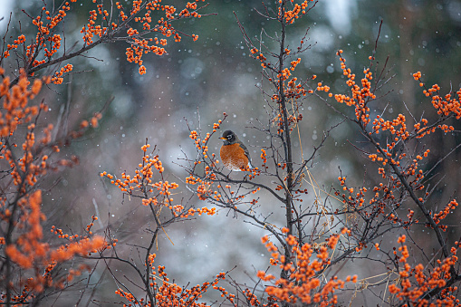 An American robin in winter fed berry.
