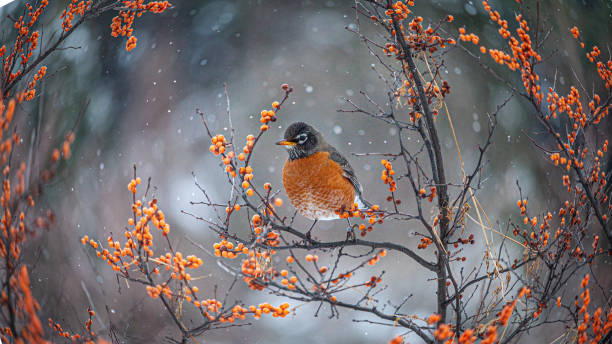 冬のアメリカのロビン、冬のアメリカのロビン(トゥルダス渡り鳥) - american robin ストックフォトと画像