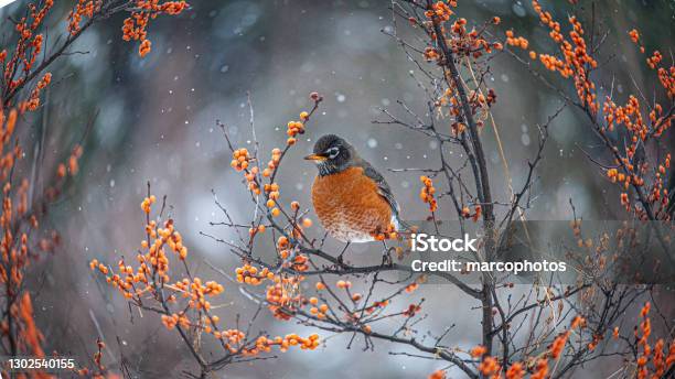 American Robin In Winter American Robin In Winter Stock Photo - Download Image Now