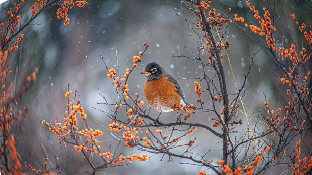 американский малиновка в зиме, (turdus migratorius), американский малиновка в зиме. - nature animal bird branch стоковые фото и изображения