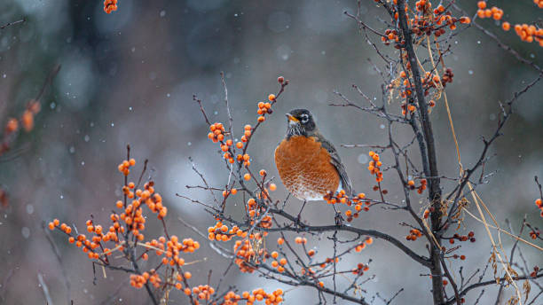 istock American robin in winter, (Turdus migratorius), American robin in winter. 1302540190