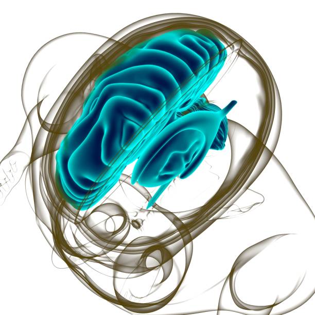 istock Human Brain Anatomy For Medical Concept 3D 1302541706