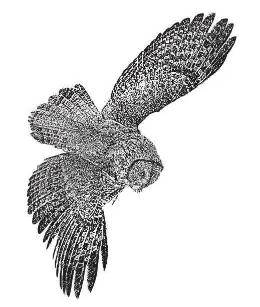 Vector illustration of Great gray owl flying