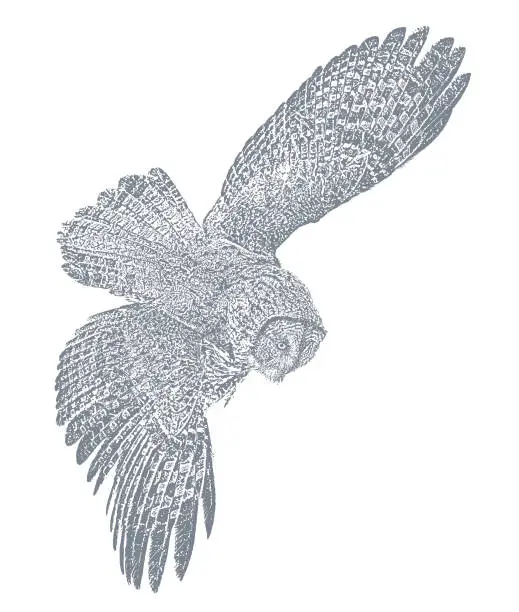 Vector illustration of Great gray owl flying