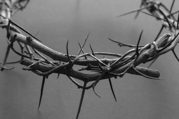 istock Close up black and white crown of thorns 1302543856