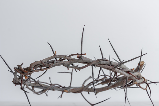 Full Crown of thorns shot from front against white background