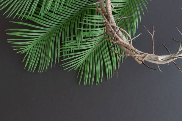Dry rose branch. Branch with thorns isolated on a white background.