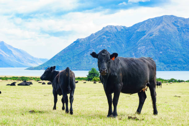 istock Black cow and herd in paddock beside lake surrounded by scenic mountains. 1302547471
