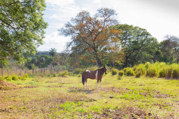 istock Panama Guyabal Cochea horse looks into the camera 1302548535