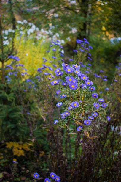Autumn Aster in garden. Undersized varieties. Small garden Astra flowers. Group of Alpine asters