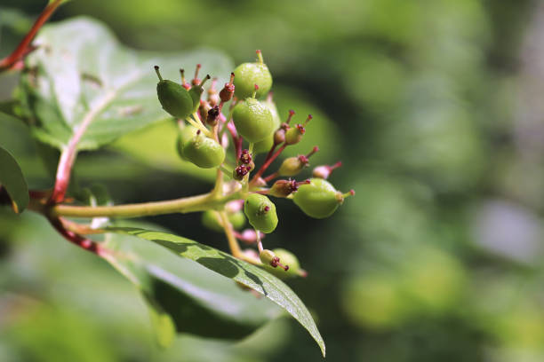 Macro of maturing berries on a dogwood shrub.