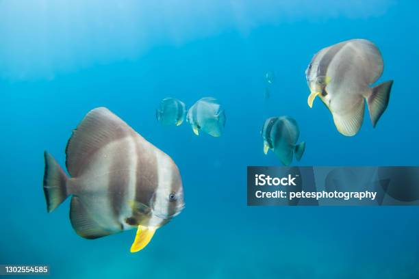 Fish Swimming In The Clear Waters Of Okinawa Stock Photo - Download Image Now - Adventure, Animal, Animal Wildlife