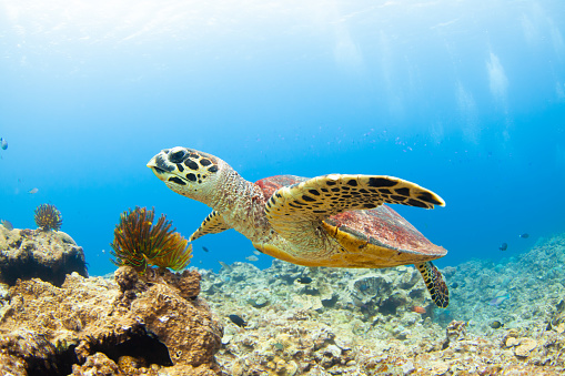 A Red Sea Turtle swimming the warm waters of the Kerama islands of Okinawa.