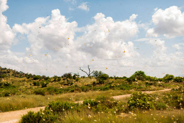 krajobraz samburu oglądany przez rój inwazyjnych, destrukcyjnych szarańczy pustynnych. - locust invasion zdjęcia i obrazy z banku zdjęć