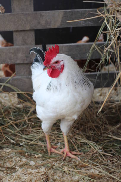 istock a white rooster with a red crest sits on a farm 1302555431