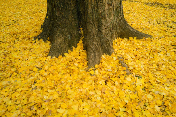 istock Yellow colored park in autumn 1302555757