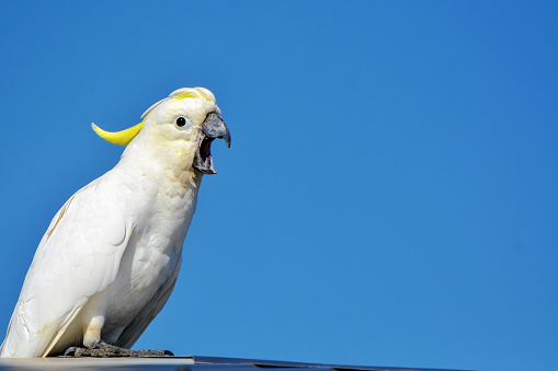 Cacatua galerita or cockie  with mouth wide open