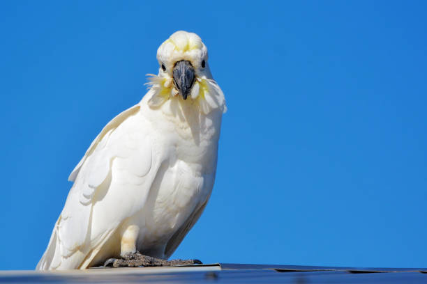 istock Sulphur Crested Cockatoo 1302556695
